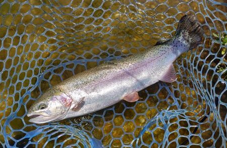 サクラマスを釣りに行ったんだが ～平谷湖フィッシングスポット～